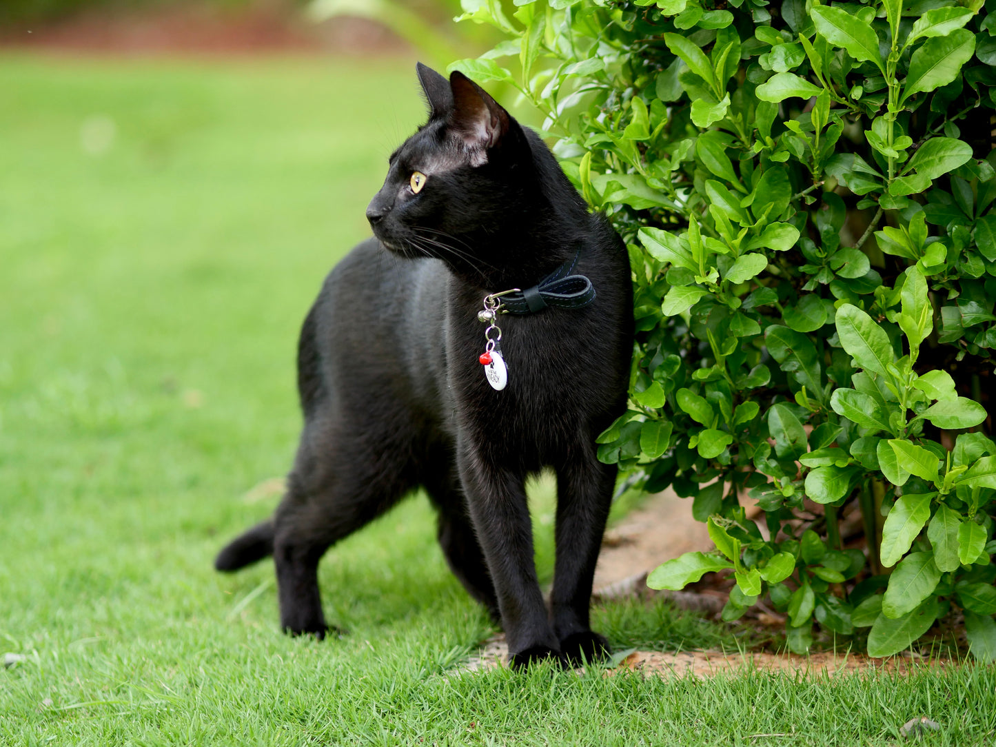 Kneady Pet Tag